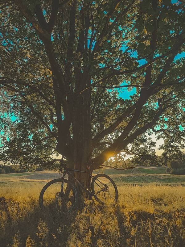 RIDE THE WILD