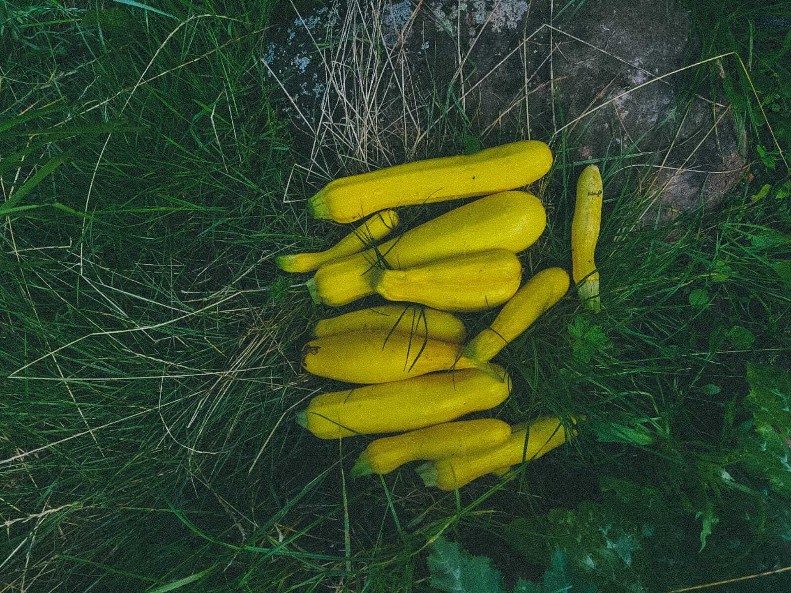 jelonki 2 wege agroturystyka pojezierze drawskie